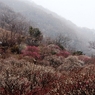 梅吹雪