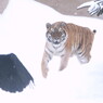 追わずにいられぬ性