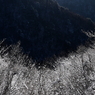 雪枝
