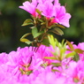 つつじの花束