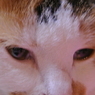 ネコ