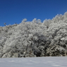 青空と雪の花