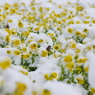 スズメ　遊ぶ　雪の菜の花畑