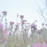 DSC00524