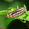 IMGP1417a