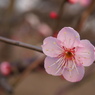 似桜