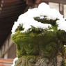 雪かぶり