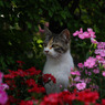 花と猫