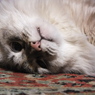 NEKO