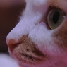 ネコ