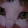ネコ