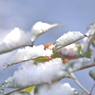 雪