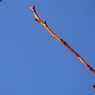 寒空
