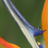 花便り　- カラフル極楽鳥花 -