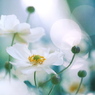 秋明菊