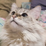 SHIRO