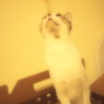 これが見上げ
