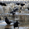 公園の行水