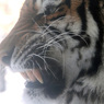 Tiger fang