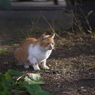 neko0