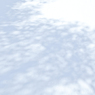 雪面に宿る木