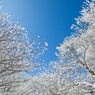 雪の花