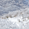 雪の木立