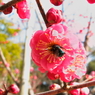 春間近