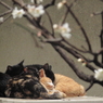 春遠からじ