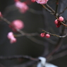 梅　- ご利益？ -