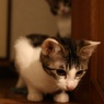 若猫