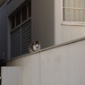 neko5