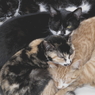 のらねこだより・うるう年