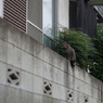 ネコ(5)