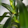 観葉植物