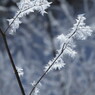 Frost flower