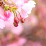 蕾