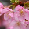 春の香り