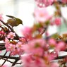 河津桜とメジロ