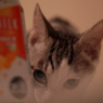 モモ子　４