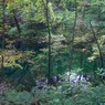 青池（白神山地）