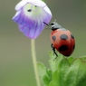 春一番に花タッチ