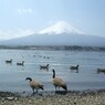 河口湖の富士山