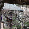 梅　- 額堂からの梅景色 -