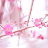 梅
