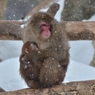 大森山のニホンザル