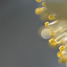little sun
