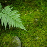 緑の世界