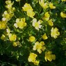 ミヤマキンポウゲ