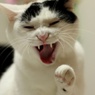 にゃっはっはっは！！